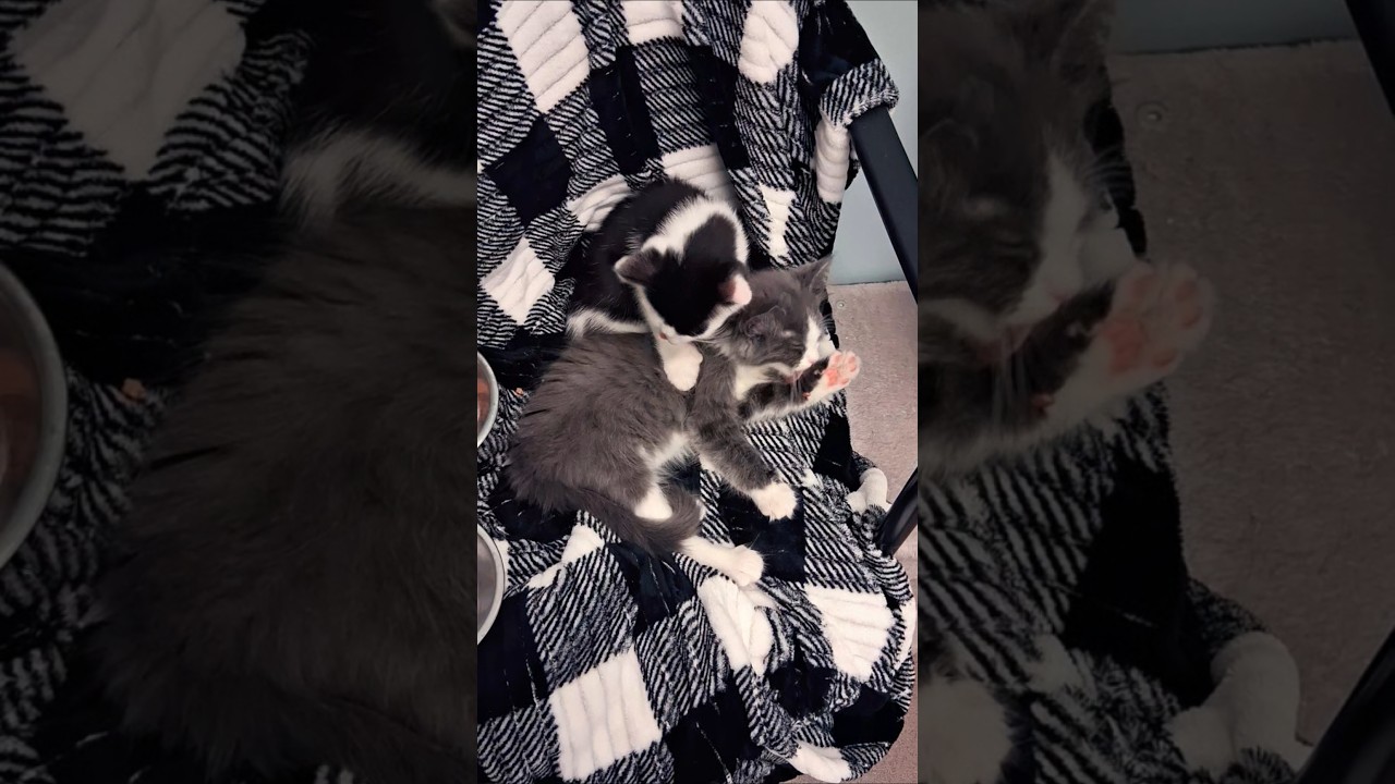 (Adopted) Kitties wash up after supper