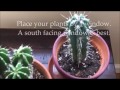 How To Take Care Of A Cactus