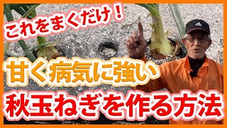玉ねぎの育て方