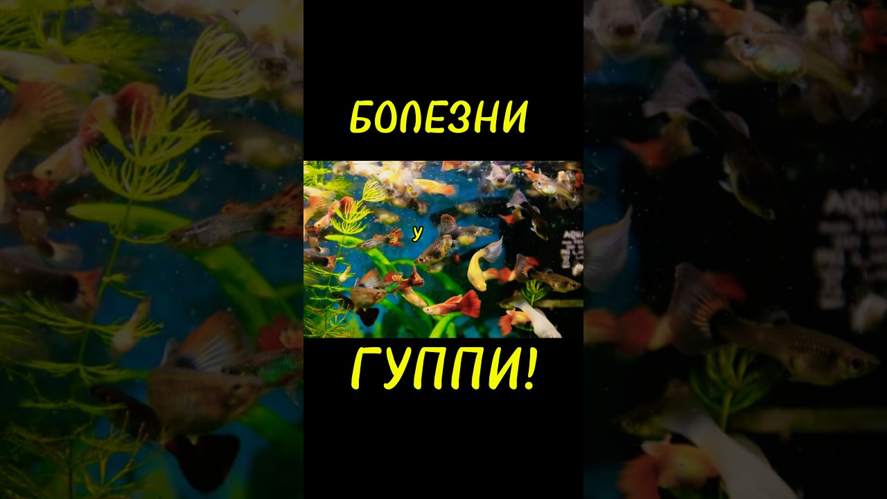БОЛЕЗНИ у ГУППИ!🐠ЧЕМ ПОМОЧЬ? КАК ВЫЛЕЧИТЬ? #aquarium #animals #fishtank #music #aquascape