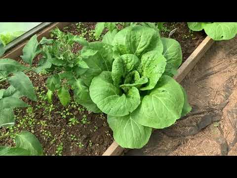 Про томаты.(ответы на вопросы)
