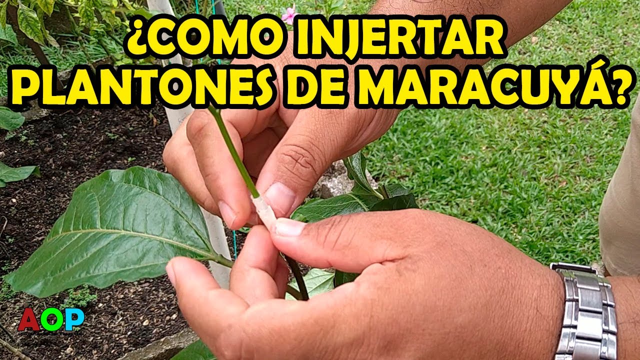 Como Injertar plantones de Maracuyá