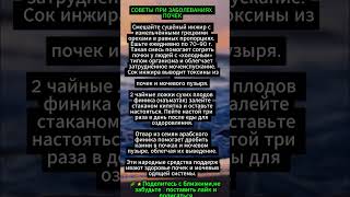 Народные средства для здоровья почек и мочевыводящих путей