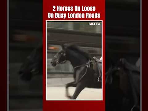 London News | Riderless Horses Seen Galloping Through Streets Of London