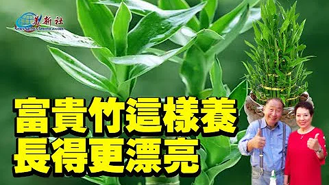 富貴竹這樣養，長得更漂亮 - 天天要聞