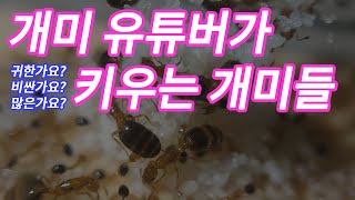 개미 사육 유튜버가 키우는 개미들은 어떤 개미들일까요? 사육중인 개미들 소개