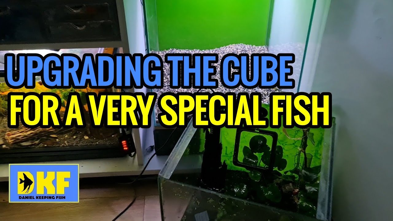 UPGRADING THE CUBE FOR A SPECIAL FISH - YouTube