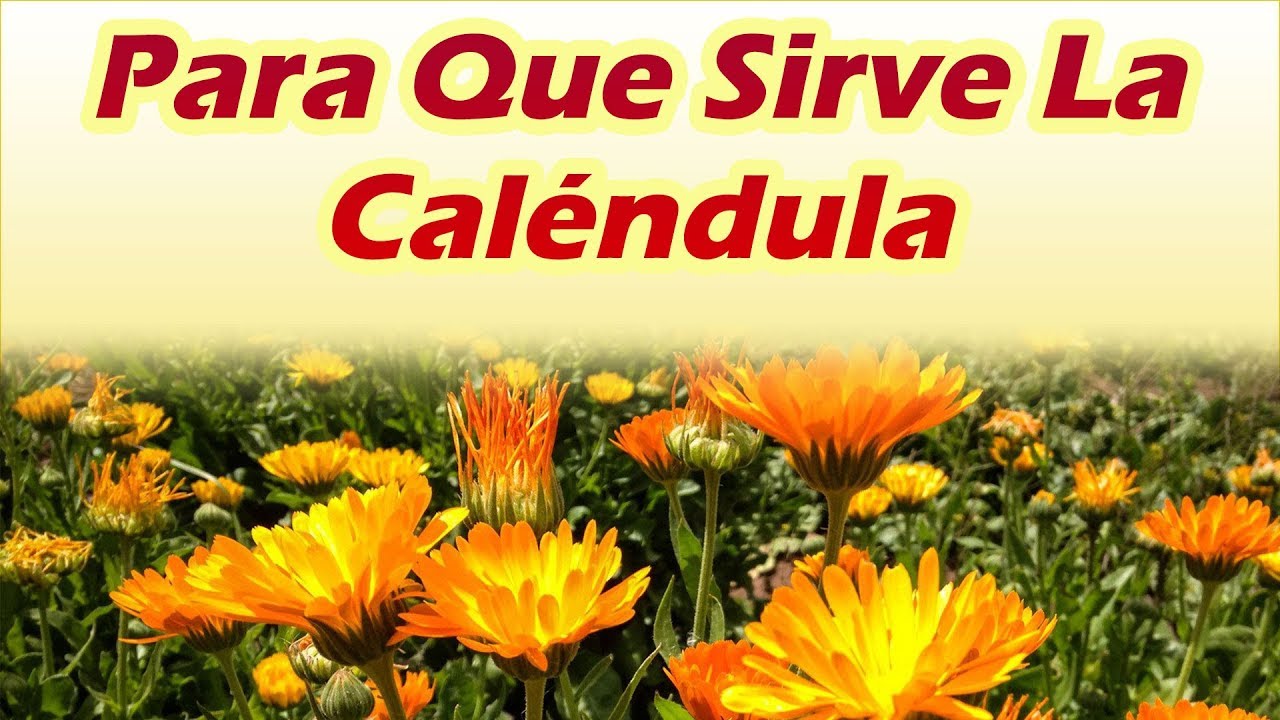 Sirve las desinflamar hemorroides para la calendula