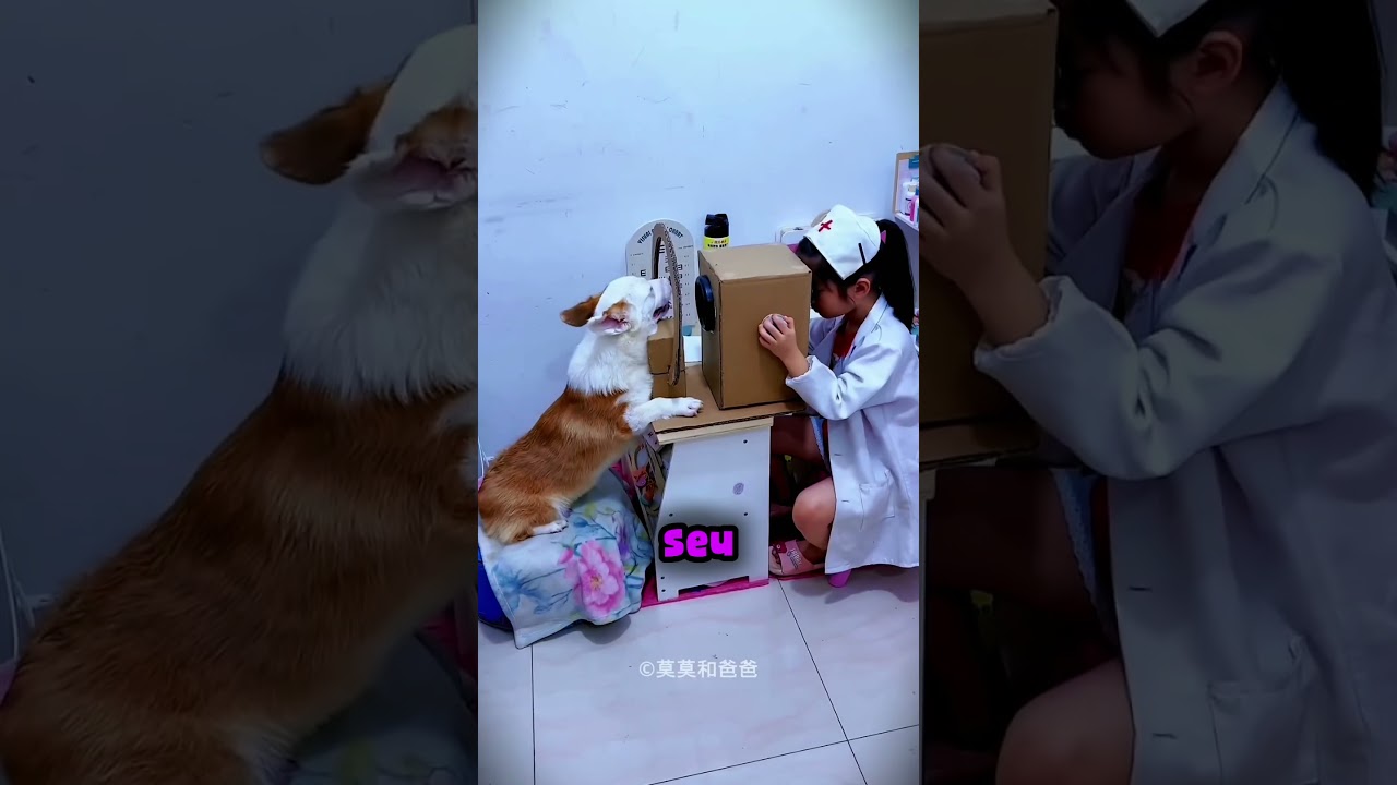 Esse cachorro ajudou sua dona a realizar o GRANDE sonho... 🧑🏽‍⚕️🥰