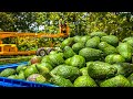 Avocado harvesting process  modern avocado farming  how to processing avocado in factory