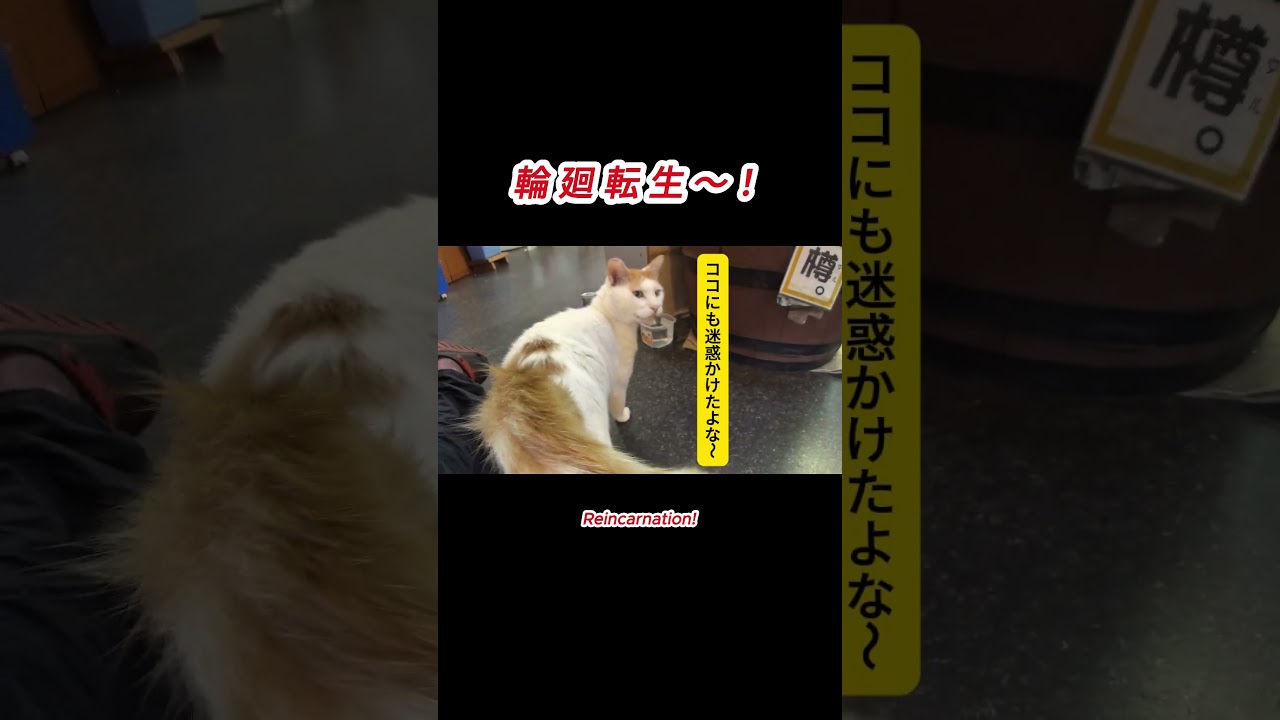輪廻転生~!0617#cat#野良猫#地域猫#猫のいる暮らし