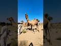 مشهد رائع لجملين يتبادلان الود بحضور الراعي بين الكثبان والمزارع 