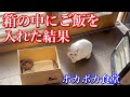 いつも来る野良の母猫をダンボール箱とストーブとご飯を置いた玄関内に招き入れた