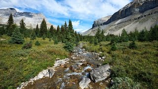 Couple and dog killed by bear at Banff National Park in Alberta