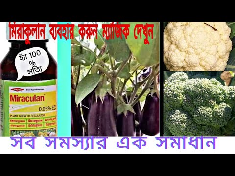 ভিডিও: সেলারি শিকড় কীভাবে ব্যবহার করবেন