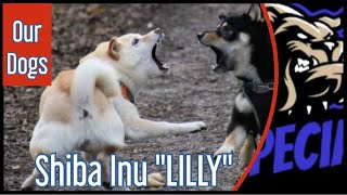 Shiba Inu - 'LILLY' -  Unsere Hunde by DOG SPECIAL 645 views 2 months ago 10 minutes, 4 seconds