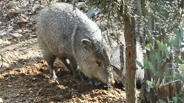 Javelina Digs A Spot To Lie Down