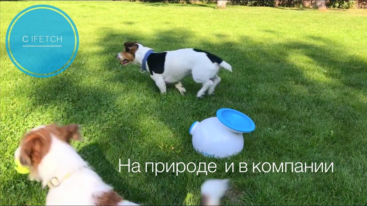 Игры с iFetch на природе в компании