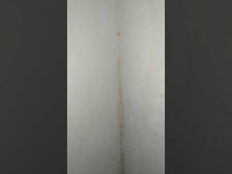 Video: Insecto blanco en el baño. Silverfish, piojos de la madera: causas y métodos de control