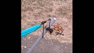 Foxwatching