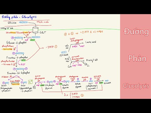 Video: Đường phân liên kết với chu trình Krebs như thế nào?