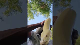 Outside Burmese python Handling. #reptiles #snake