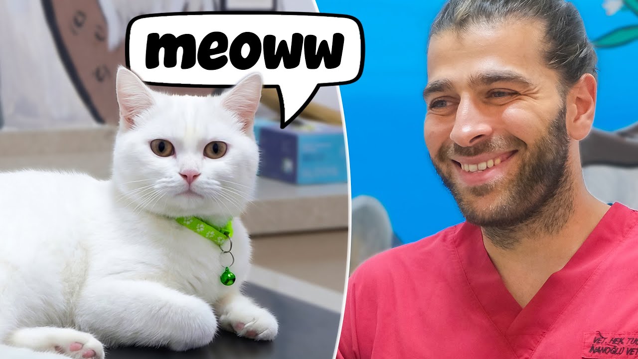 Белый как снег, мягкий как вата! (Вакцинация очаровательного котёнка!)