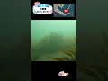 知育動画で楽しく学ぶ【水中映像】今日は魚いるかな？🐟 大磯港の海の中🌊2026年5月