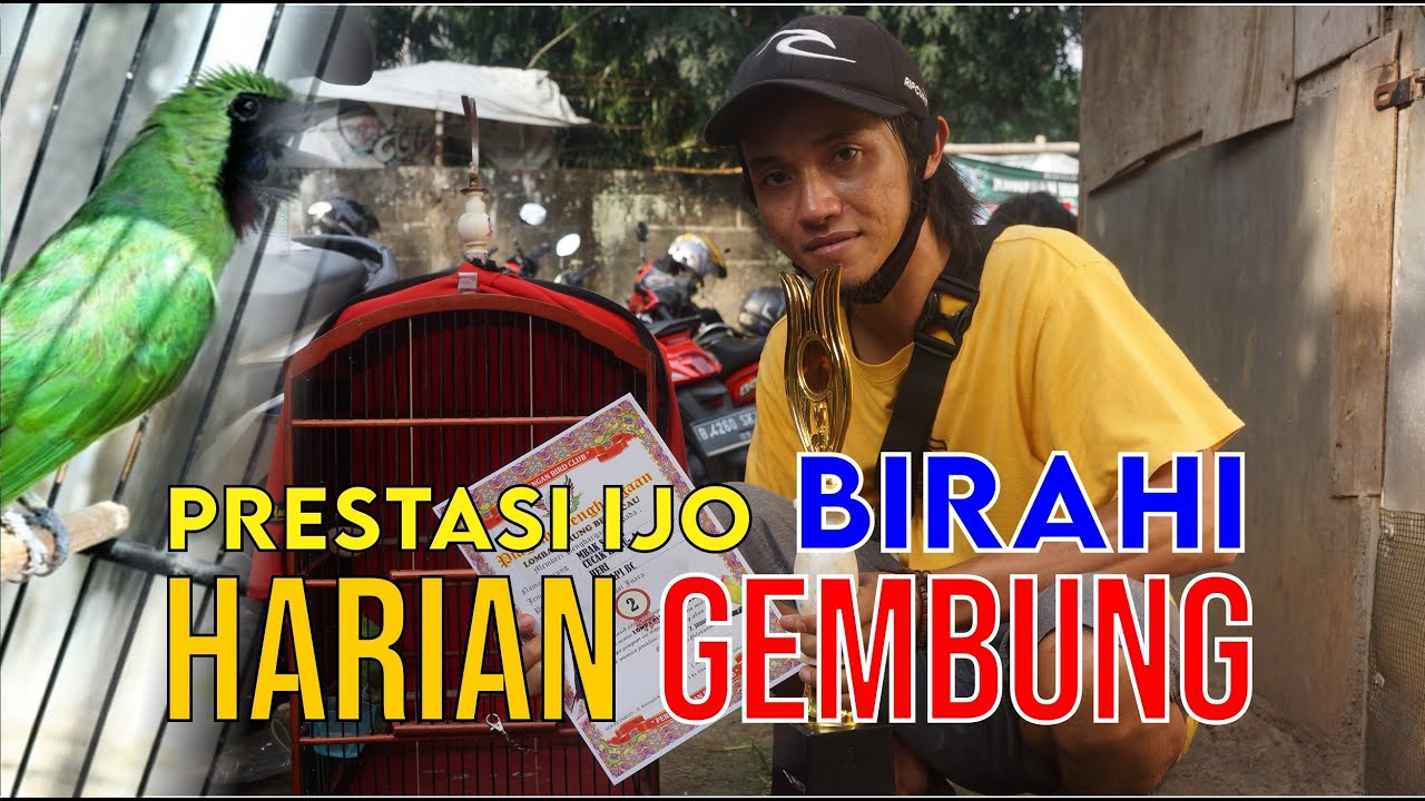 PRESTASI CUCAK IJO BIRAHI HARIAN GEMBUNG - BONGKAR SETTINGAN IJO JUARA DI PERDAGANGAN BC By HoBi ID
