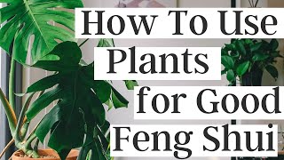 How To Use Plants For Good Feng Shui