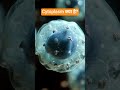 Cytoplasm क्या है? #biology #facts