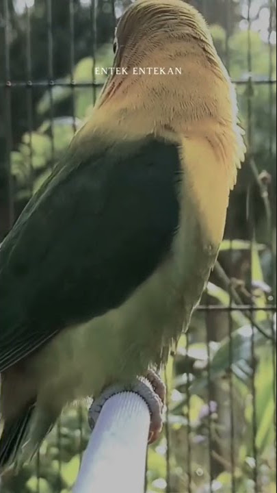 story wa burung lovebird#storywa #kicaumaniaindonesia #story #shorts #viral #viralshorts #fyp