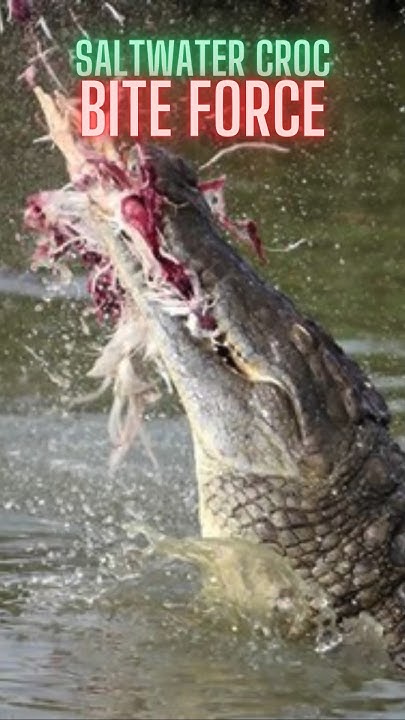 Saltwater Crocodile Bite Force! 🐊💥 #wildlife #crocodile #animalfacts