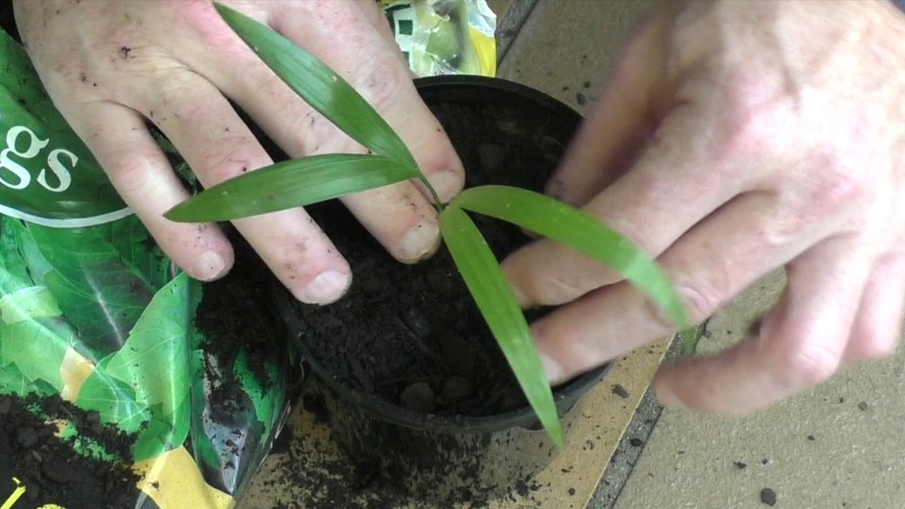 Repotting a Golden Cane Palm Seedling - YouTube