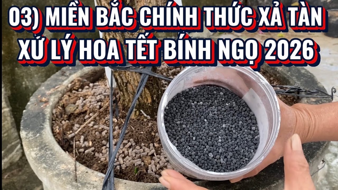 03) Север официально выпускает и удобряет бугенвиллею, чтобы помочь ей расцвести по случаю Лунног...