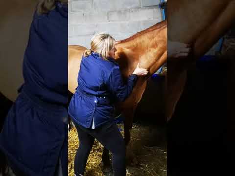 Equine Neck Massage