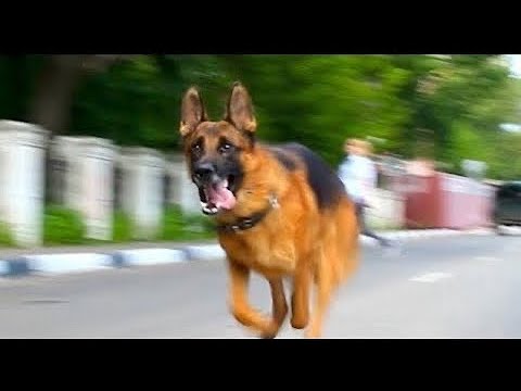 Video: Schæferhund: Race Standarder