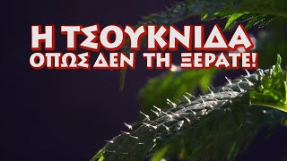 Τσουκνίδα  Τα οφέλη της ως βότανο και οι παρενέργειες της!