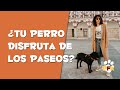 TIPS PARA PASEAR AL PERRO - PETS FAMILY KIDS