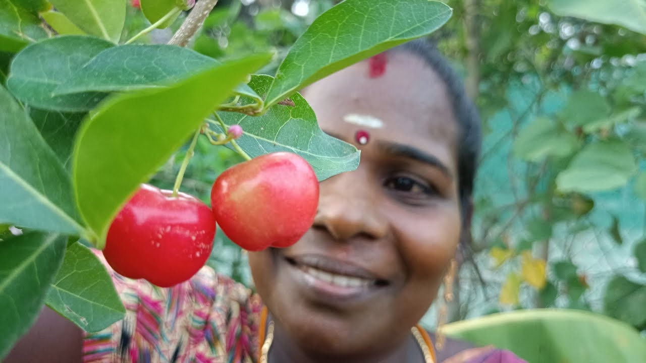 Ooty Apple Hunting My Garden Fruits ooty-apple-hunting-my-garden-fruits