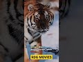 Rdg movies  tiger
