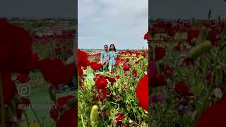 The Flower Field In Carlsbad