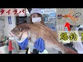 【タイラバ】必見！今絶対釣れる仕掛けをご紹介します。釣りガールが爆釣！【真鯛】