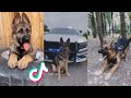 German sheperds are badass and cute compilation