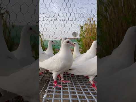 Pigeon Voyageur Blanc 