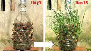 Using Discarded Plastic Bottles To Grow Onions, The Results Are Unexpected