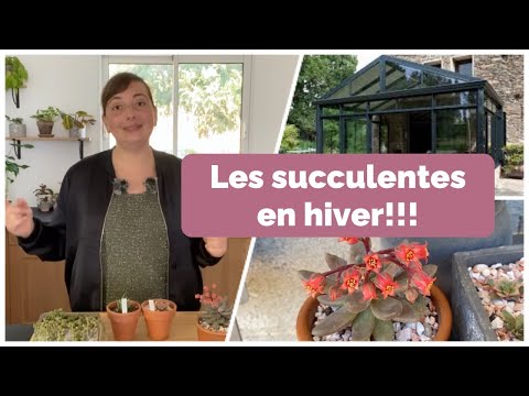 Vidéo: Hiver les plantes succulentes à l'intérieur - Comment prendre soin des plantes succulentes en hiver
