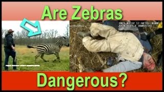 Why This Pet Zebra Mauled its Owner