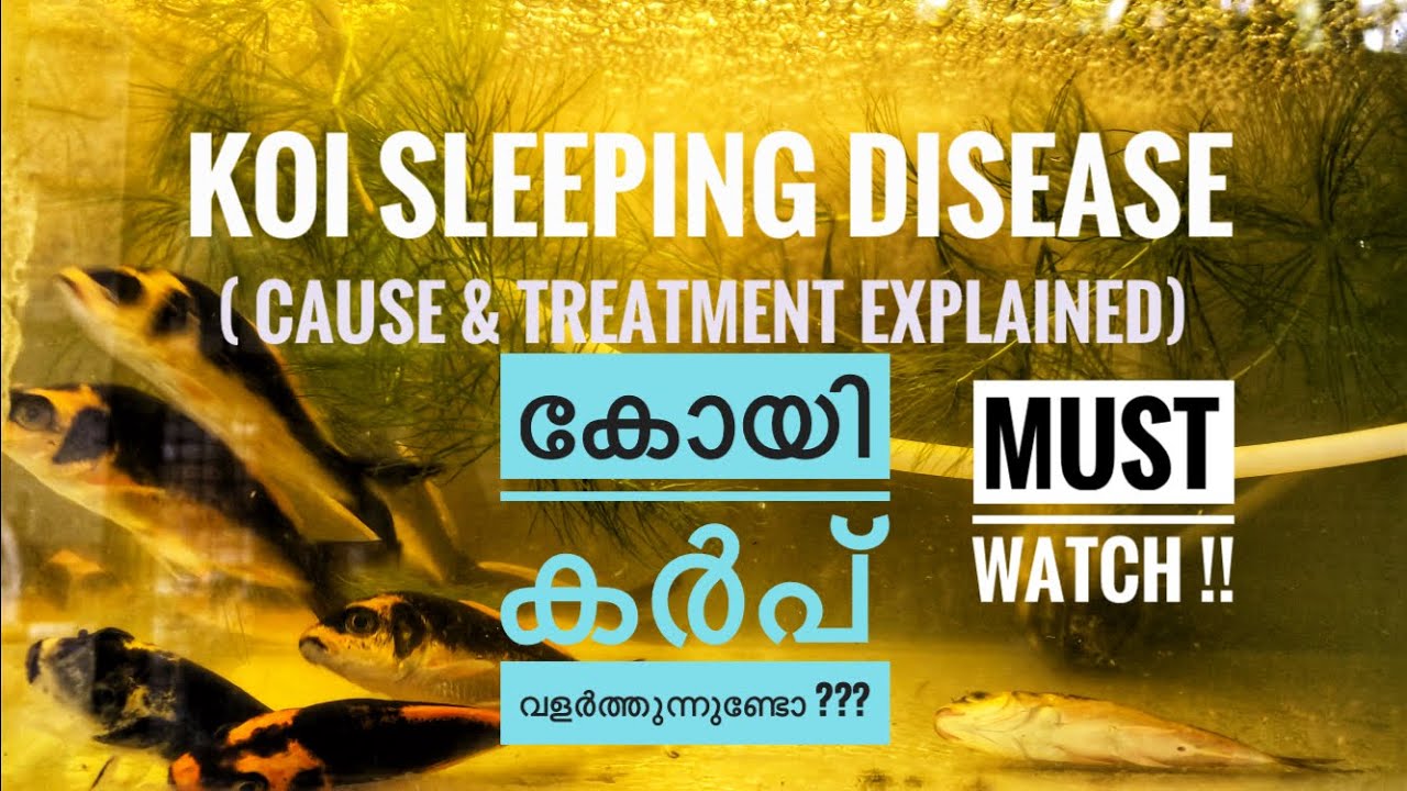 Koi Carp Disease Sleeping Disease Treatment YouTube koi-carp-disease-sleeping-disease-treatment-youtube