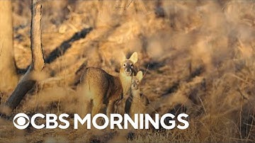 The DMZ that separates North and South Korea is a haven for wildlife